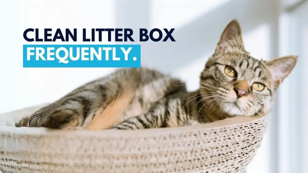 How to Get Cat Pee Out of Carpet: A Step-by-Step Guide 3 Clean litter box frequently