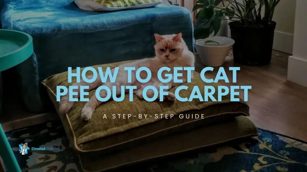 How to get cat pee out of carpet